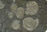 Fossil Ammonite (Dactylioceras) Cluster - Posidonia Shale, Germany #368173-1